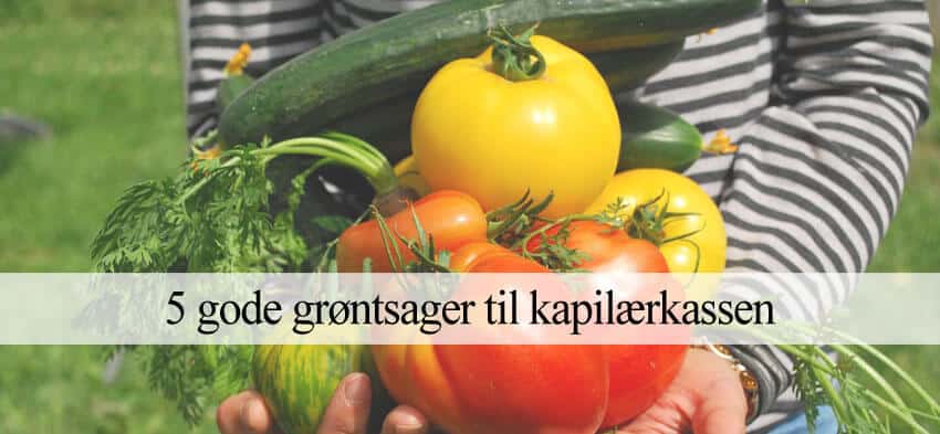 Grøntsager i kapilærkasse