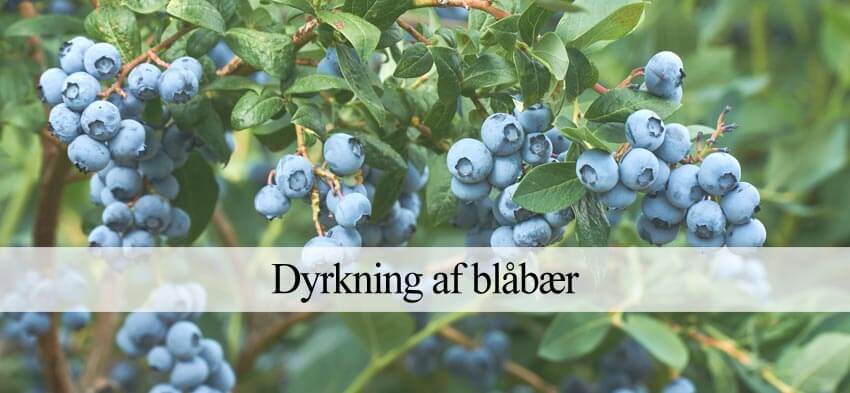 dyrke blåbær