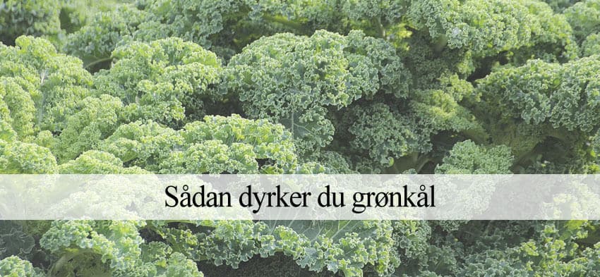Grønkål dyrkning