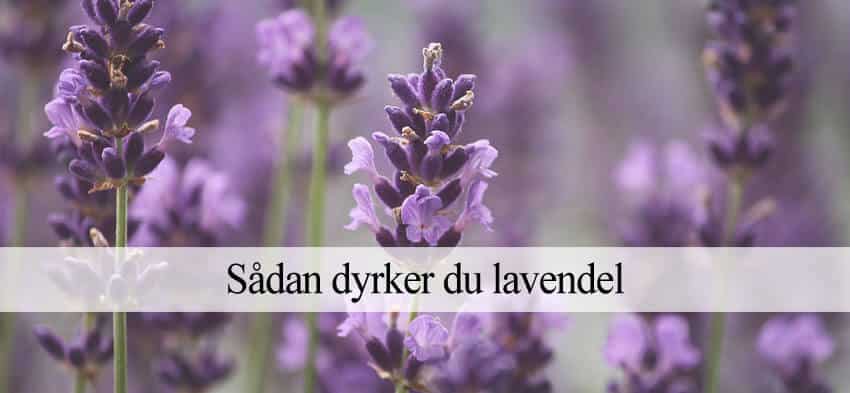 lavendel dyrkning