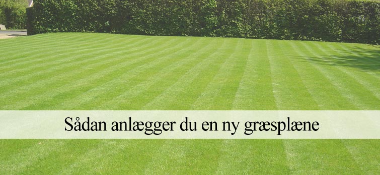 Ny græsplæne