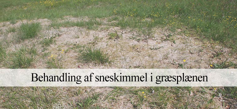 behandling af sneskimmel