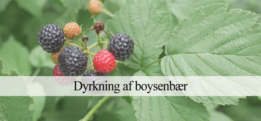boysenbær dyrkning