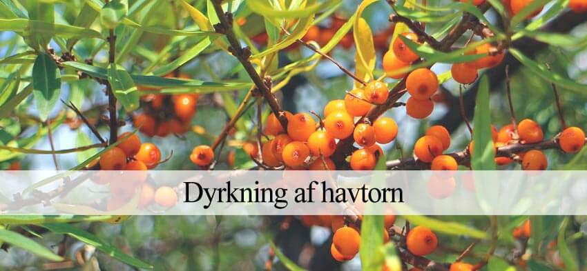 dyrke havtorn i haven