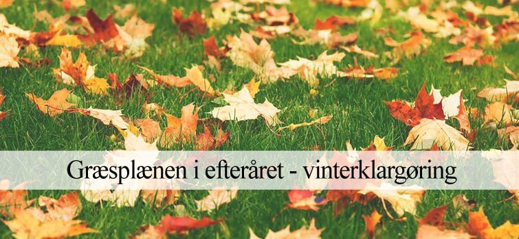 Græsplænen i efteråret