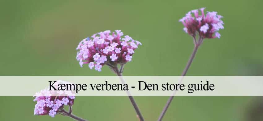 kæmpe verbane i haven