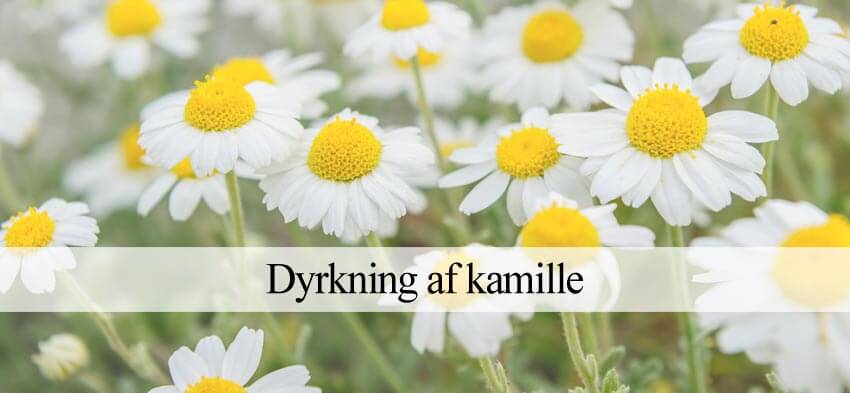 dyrke kamille