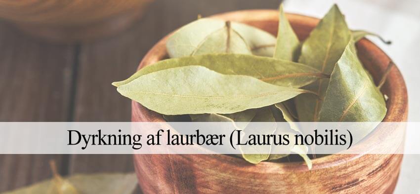dyrke ægte laurbær