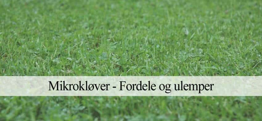 mikrokløver
