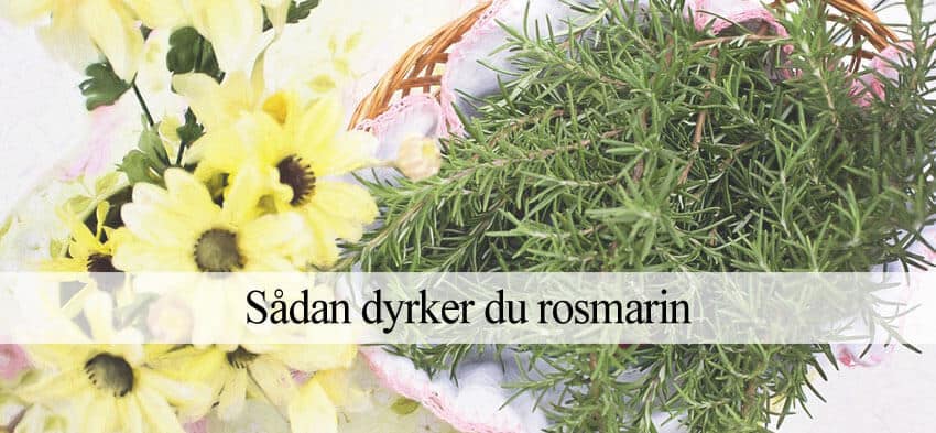 Rosmarin dyrkning