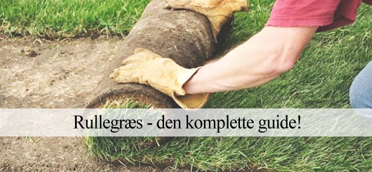 Rullegræs den komplette guide