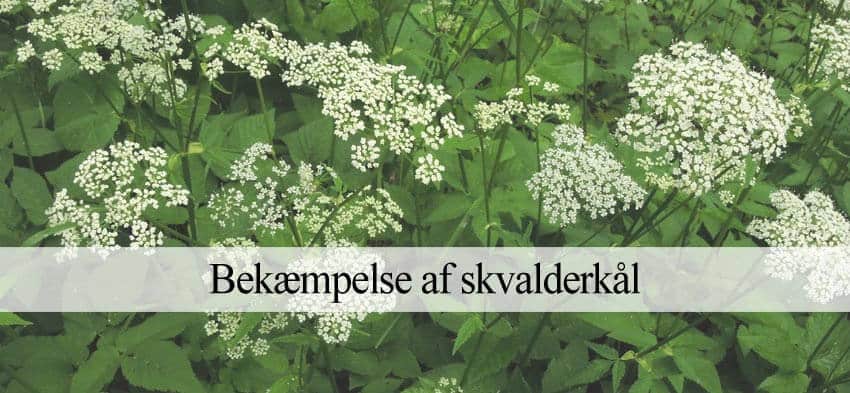 skvalderkål