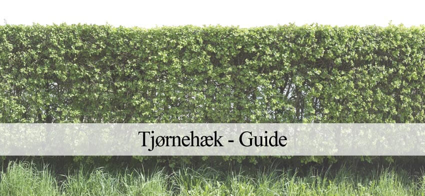tjørnehæk guide