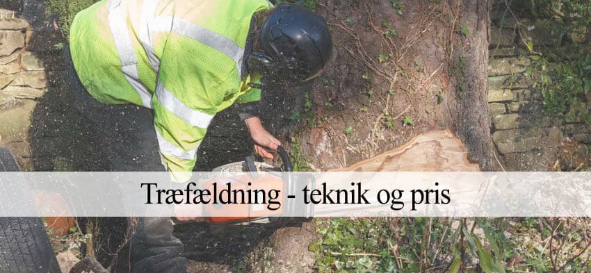 træfældning pris