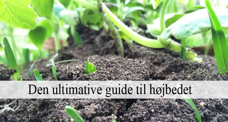 Etablering af højbede - Den store guide