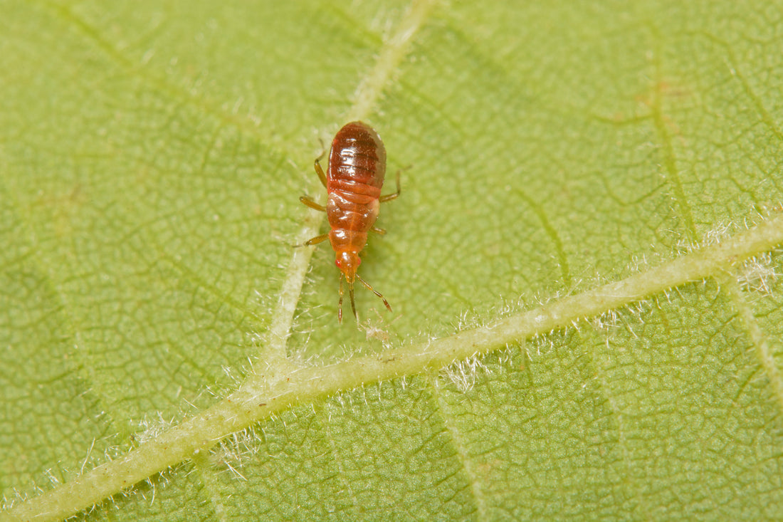 Anthocoris-næbtæge mod bøgebladlus 200 stk