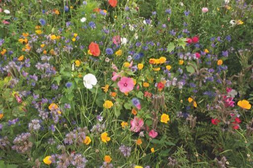 Sommerfugle blomsterfrø
