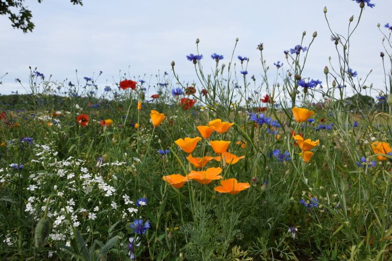 Vilde blomster frø