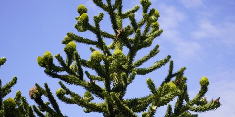 Abetr Araucaria Araucana Plantning Pasning Besk ring abetr-araucaria-araucana-plantning-pasning-besk-ring