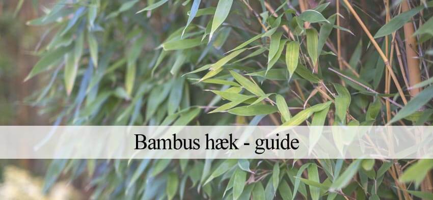 Bambushæk