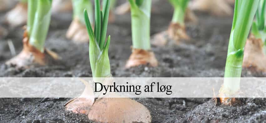 Dyrkning af løg