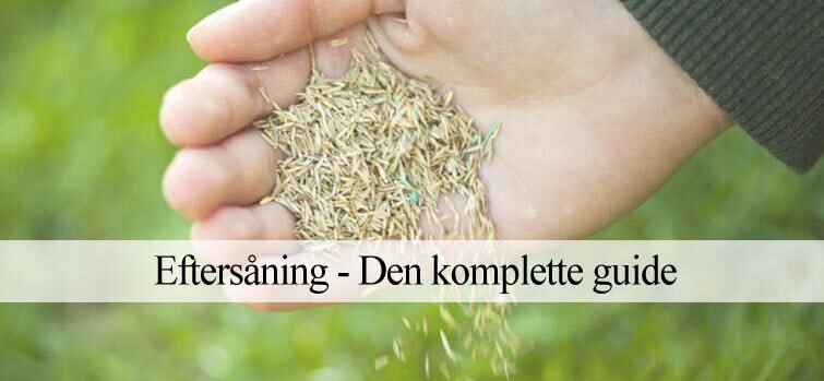 Eftersåning – den komplette guide