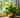 Epipremnum