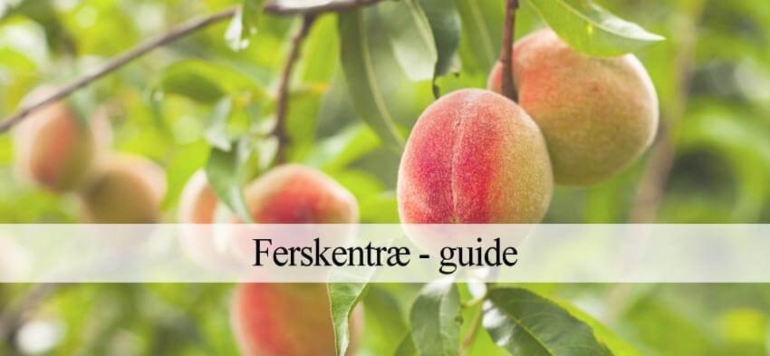 dyrke ferskentræ