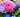 Hortensia