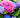 Hortensia
