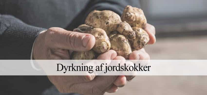 Dyrke jordskokker