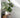 Monstera i stue