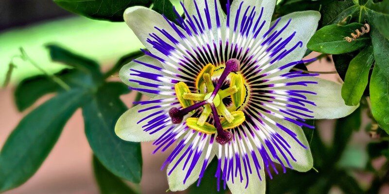 Passionsblomst
