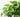 Philodendron
