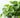 Philodendron