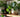 Pilea