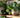 Pilea