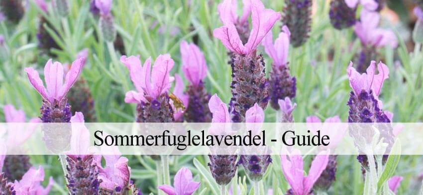 Sommerfuglelavendel