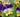 Stedmoderblomst
