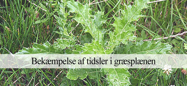Bek mpelse Af Tidsler I Gr spl ne Havehandel dk bek-mpelse-af-tidsler-i-gr-spl-ne-havehandel-dk