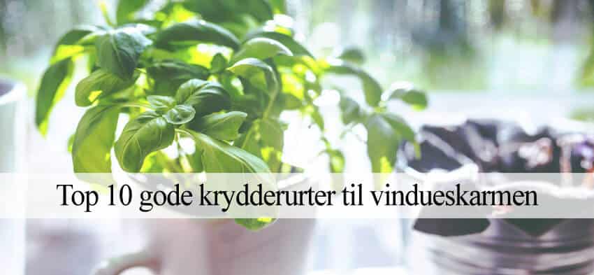 Bedste krydderurter til vindueskarm
