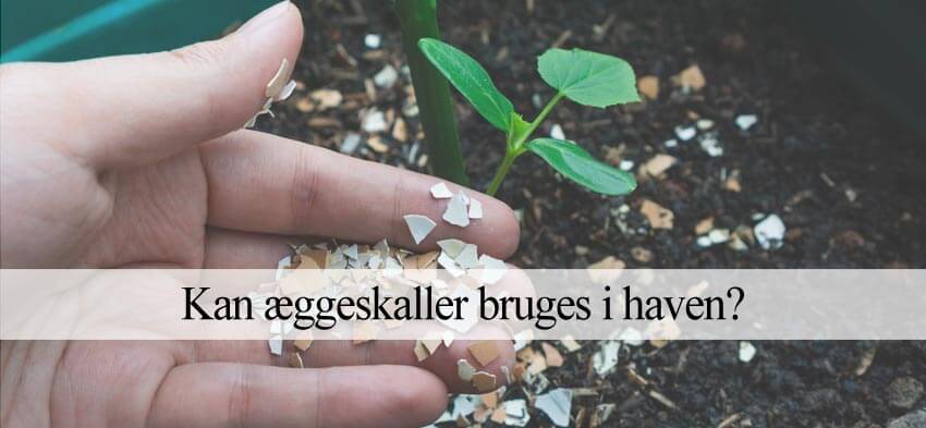 æggeskaller i haven