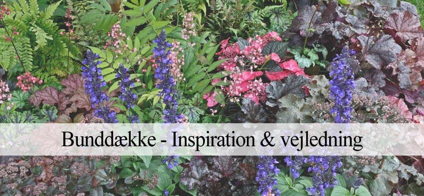 Bunddække - Inspiration og vejledning