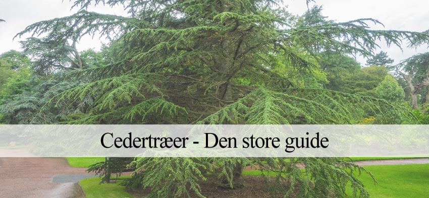 Cedertræer (Guide) - Udplantning. pasning & sort-oversigt – Havehandel.dk
