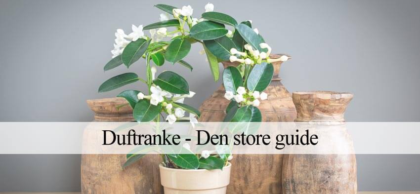 duftranke i krukke