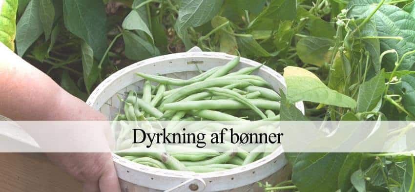 dyrke bønner