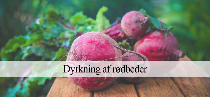 Dyrkning af rødbeder - Såning, pasning og høst (Guide) – Havehandel.dk