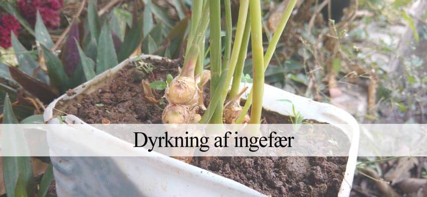 Dyrkning af ingefær - Nem Trin-for-trin vejledning – Havehandel.dk