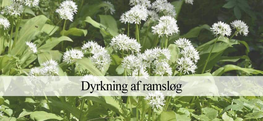 ramsløg dyrkning