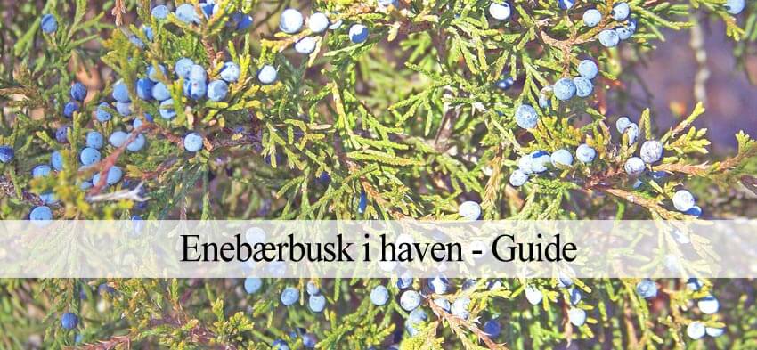 enebærbusk i haven